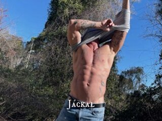Jackal