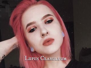 Lupin_Cearuleum
