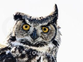 Owlface