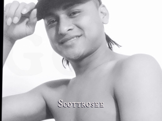 Scottrosee